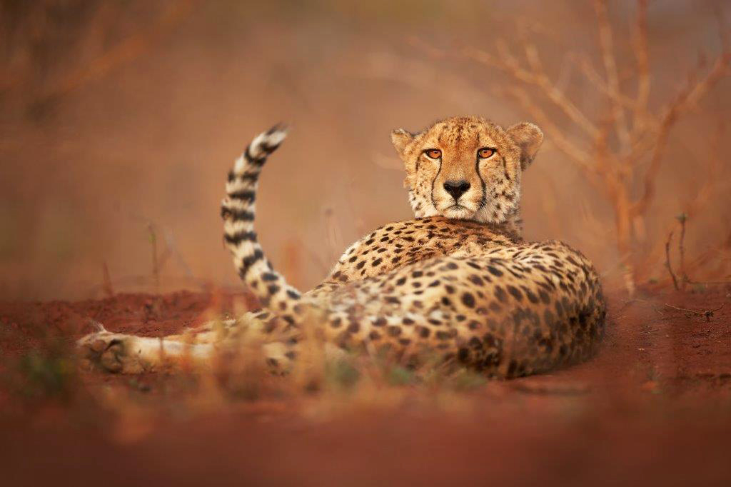 PXM012 Wall décor art photographic on canvas wildlife cheetah